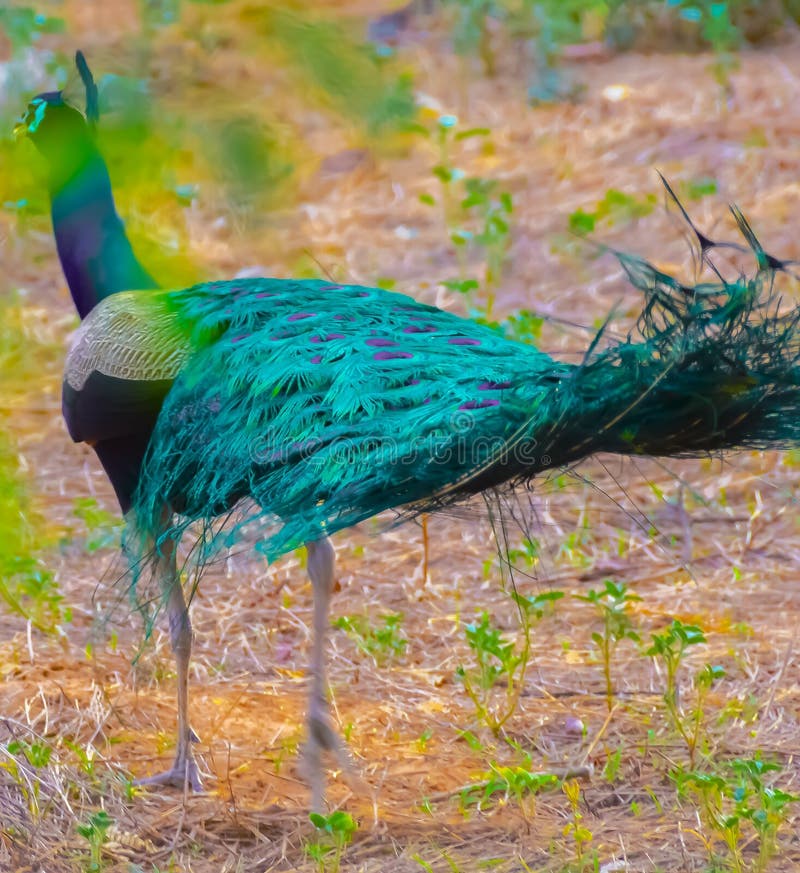 Peacock a Beautiful Royal Bird Stock Image Image of waterbird, plant 267197147