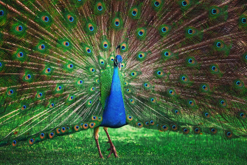 Peacock bird with fanned open tail, colorful peacock feathers eyes pattern.