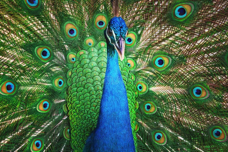 Peacock bird with fanned open tail, colorful peacock feathers eyes pattern.