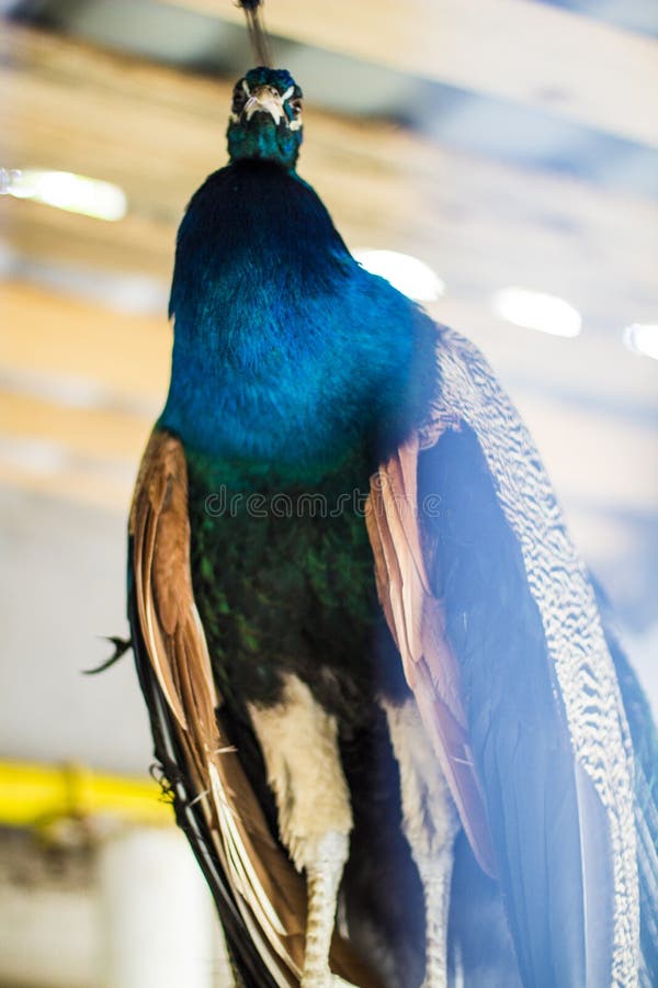 Peacock bird stock photo Peacock bird stock photo