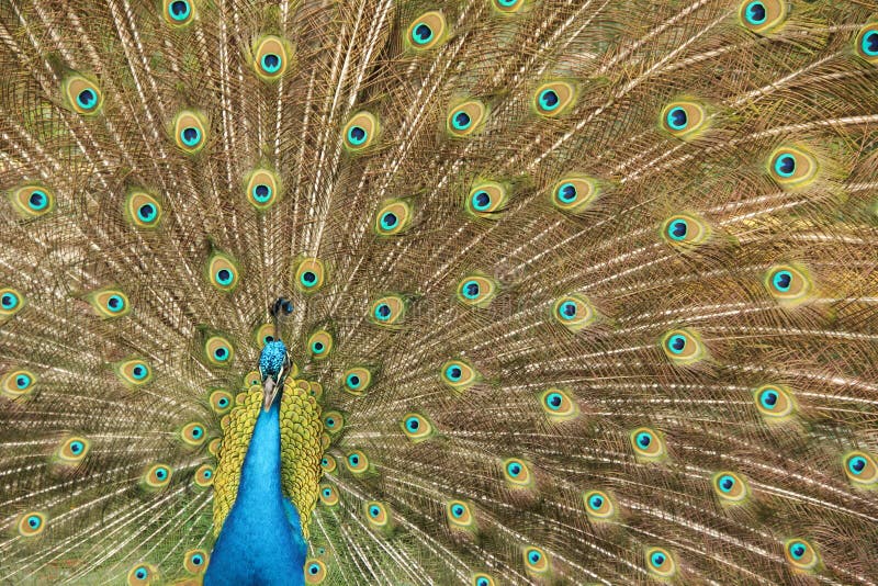 A peacock bird in Santa Cruz stock images A peacock bird in Santa Cruz stock images