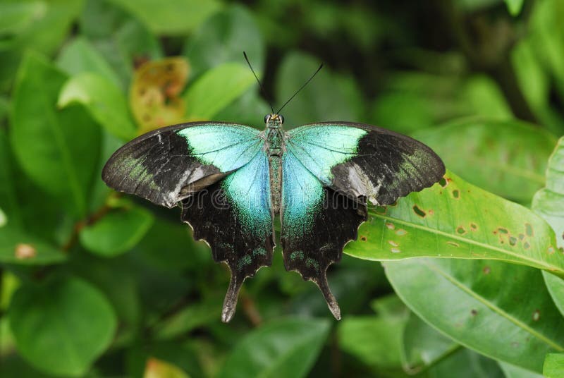 Closeup of Papilionidae, Papilio Peranthus Peranthus commonly known as Peacock Butterfly