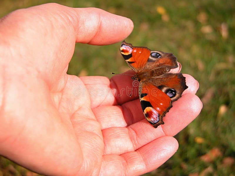 Peacock butterfly