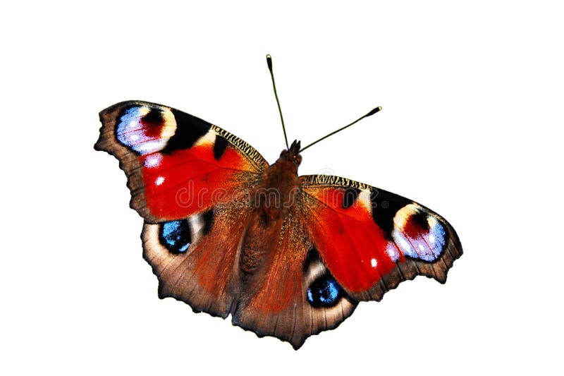 10,146 Peacock Butterfly Stock Photos - Free & Royalty-Free Stock ...