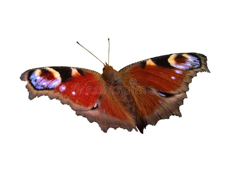 107,179 Butterfly Wings Photos - Free & Royalty-Free Stock Photos from ...