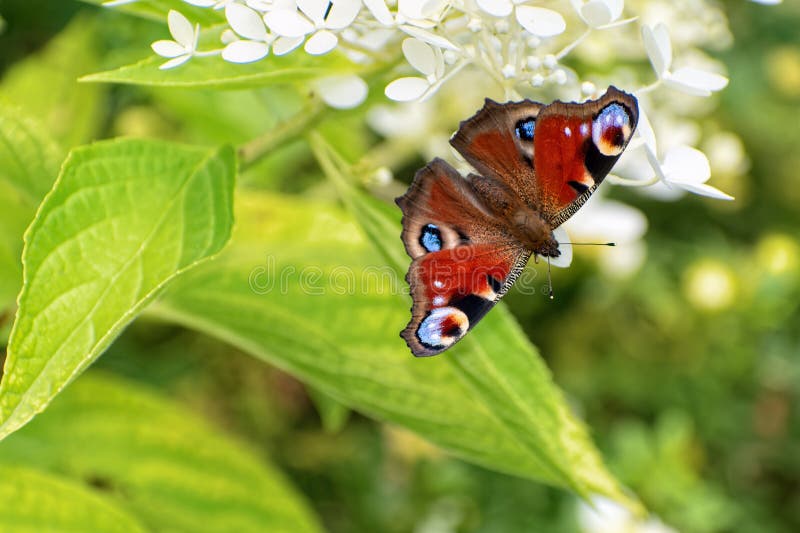 Peacock butterfly (Aglais io) sits on blooming hydrangea flower stock photos