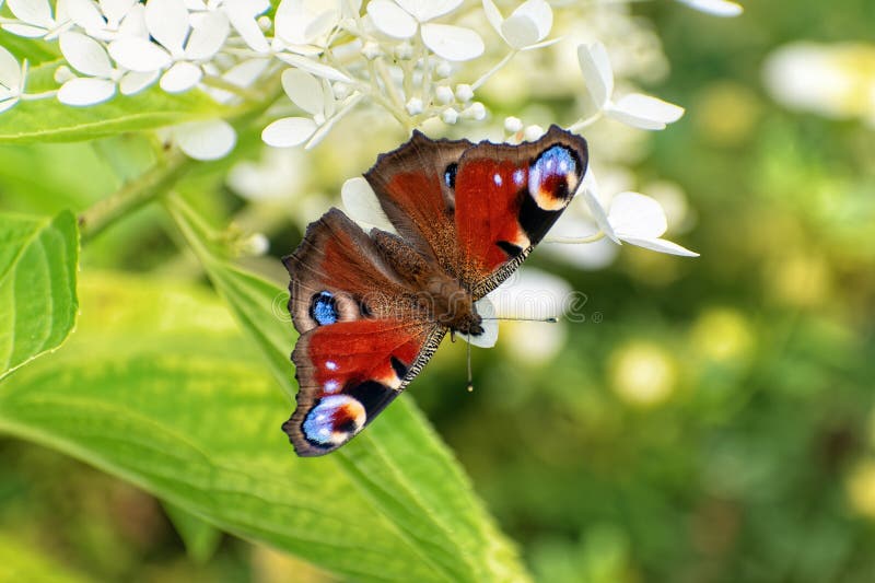 Peacock butterfly (Aglais io) sits on blooming hydrangea flower royalty free stock image