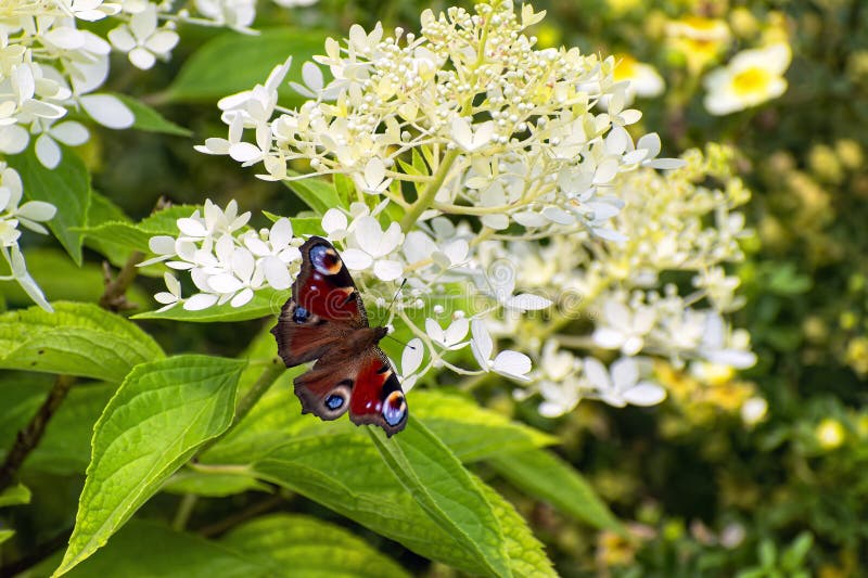 Peacock butterfly (Aglais io) sits on blooming hydrangea flower royalty free stock images