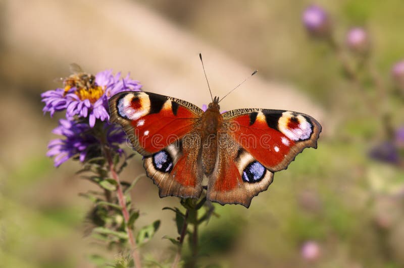 Peacock butterfly royalty free stock photo Peacock butterfly royalty free stock photo