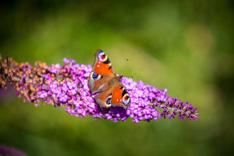Peacock Butterfly on a Flower Stock Photo Image of closeup, wildlife