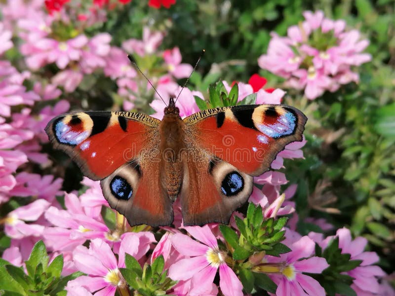 Peacock butterfly stock image. Image of wildlife, plant 244515907