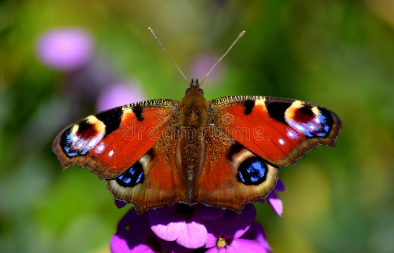 Peacock Butterfly. Rotes Makro