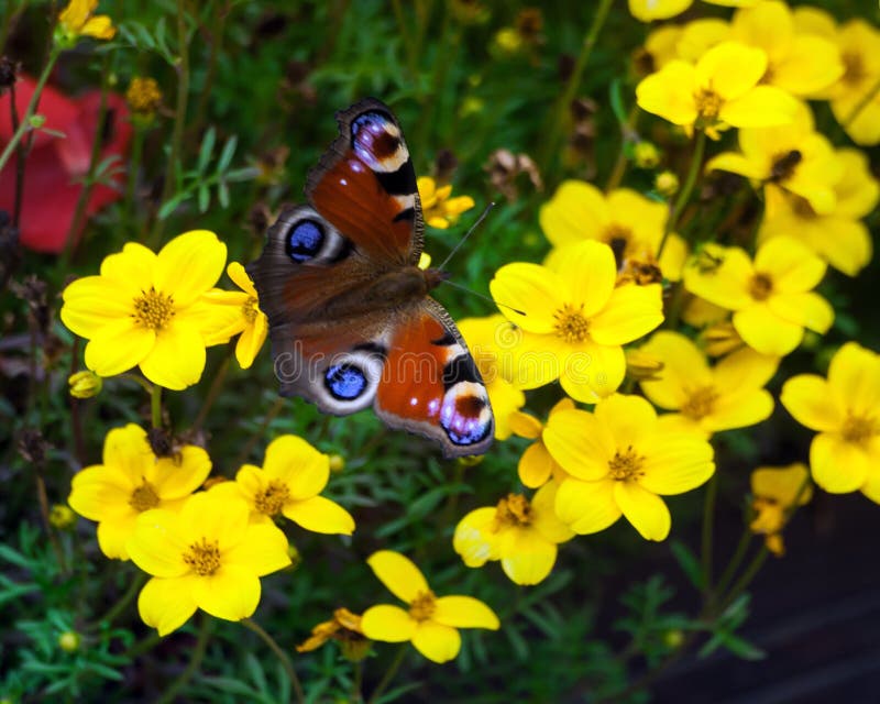 Peacock butterfly sitting on yellow flowers in the flowerbed in the garden