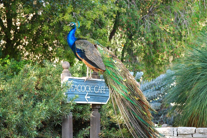 Peacock cafe