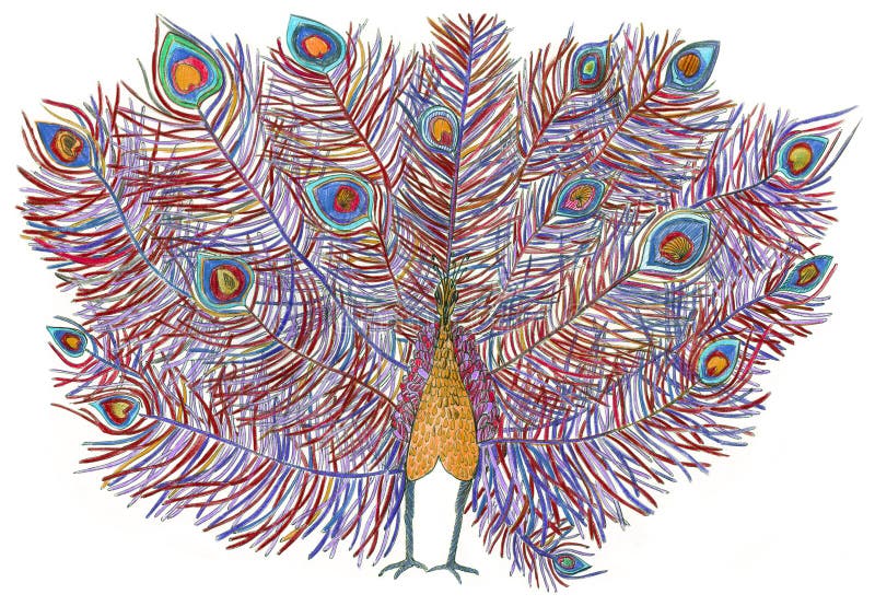peacock cauda bonita Tirado com lápis coloridos ilustração stock peacock cauda bonita Tirado com lápis coloridos ilustração stock