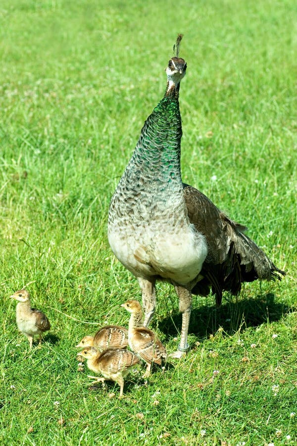 Peacock chicks stock image. Image of mother, green, tail 5611545