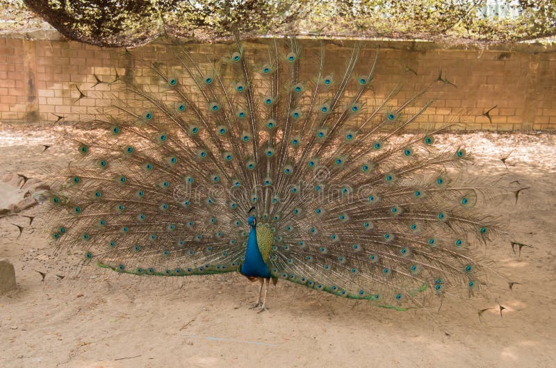 Peacock. Close up of peacock showing its beautiful feathers royalty free stock images Peacock. Close up of peacock showing its beautiful feathers royalty free stock images