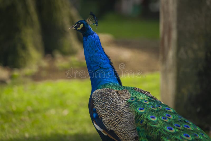 Peacock with Color Feathers on Spring Light Green Grass in Castle Park