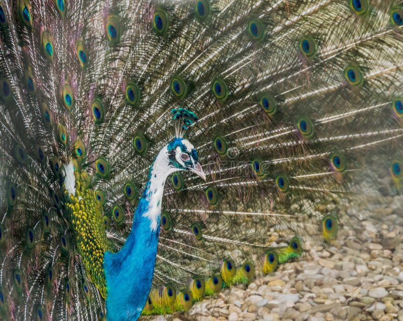 Peacock with Colored Feathers Stock Image Image of tropical, wildlife