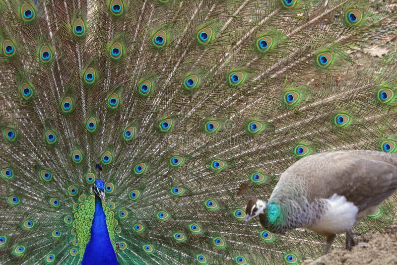 A Peacock (Pavo cristatus) courts a peahen (in front) with his tail fanned. A Peacock (Pavo cristatus) courts a peahen (in front) with his tail fanned.