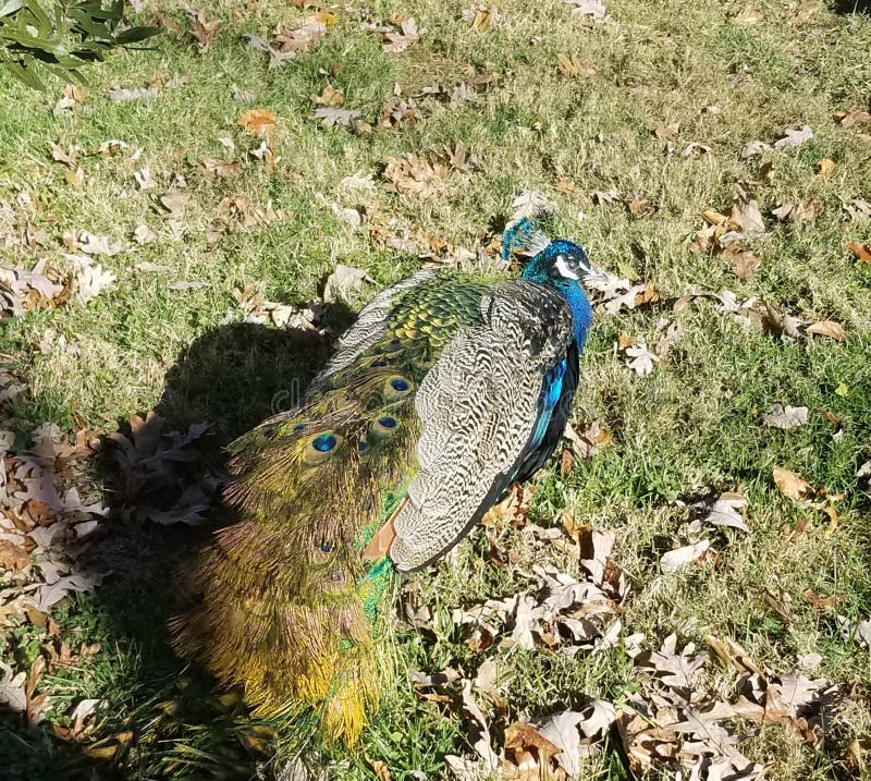 apples never fall peacock apples never fall peacock