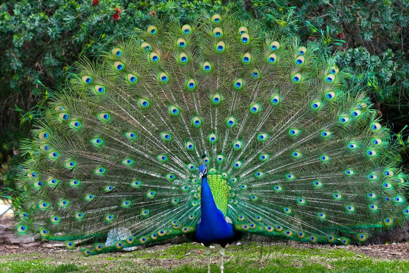 75,411 Peacock Stock Photos - Free & Royalty-Free Stock Photos from  Dreamstime