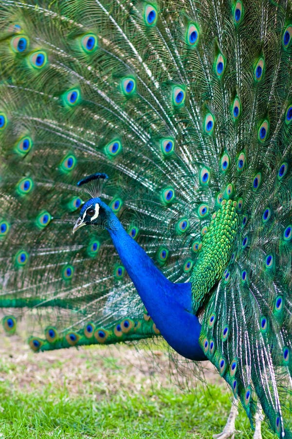 Beautiful indian peacock with fully fanned tail. Beautiful indian peacock with fully fanned tail