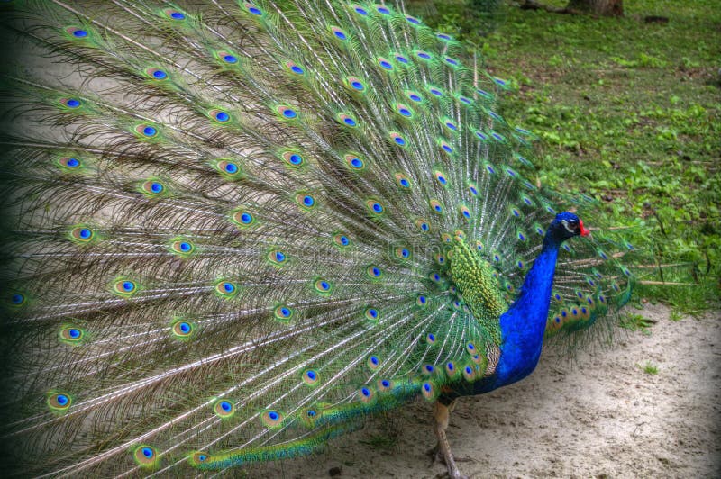 Beautiful peacock with fully fanned tail in the park. Beautiful peacock with fully fanned tail in the park