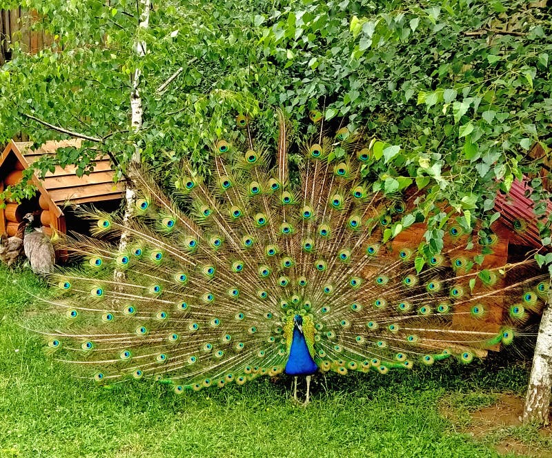 Beautiful indian peacock with fully fanned tail dances in front of peahen. On green background. Great creature. Beautiful indian peacock with fully fanned tail dances in front of peahen. On green background. Great creature.