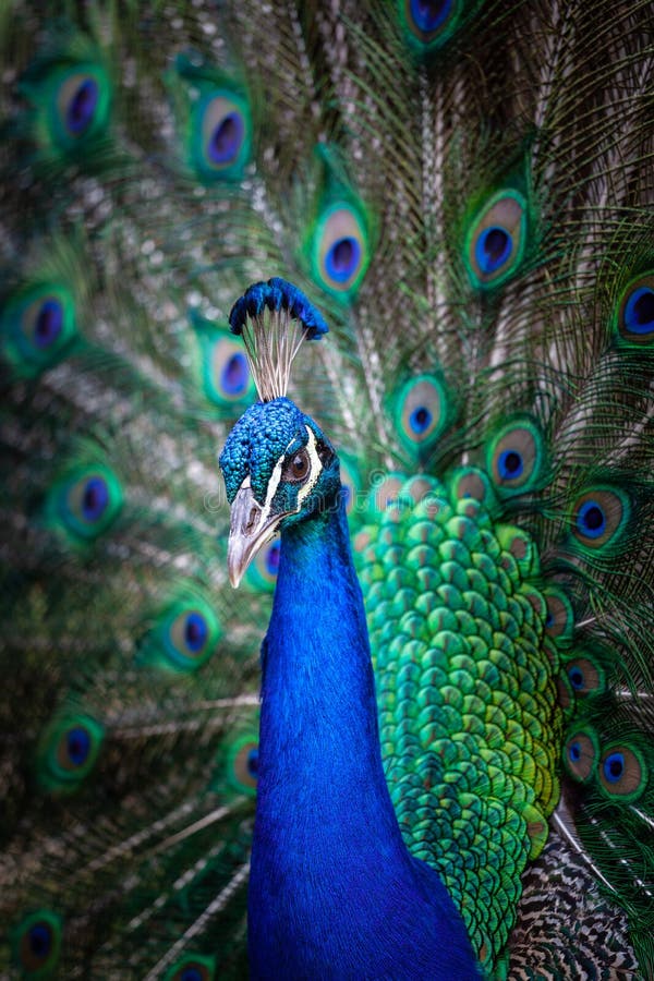 Peacock with fanned tail. stock image Peacock with fanned tail. stock image