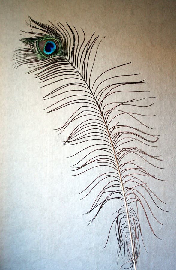 Peacock Feather 1