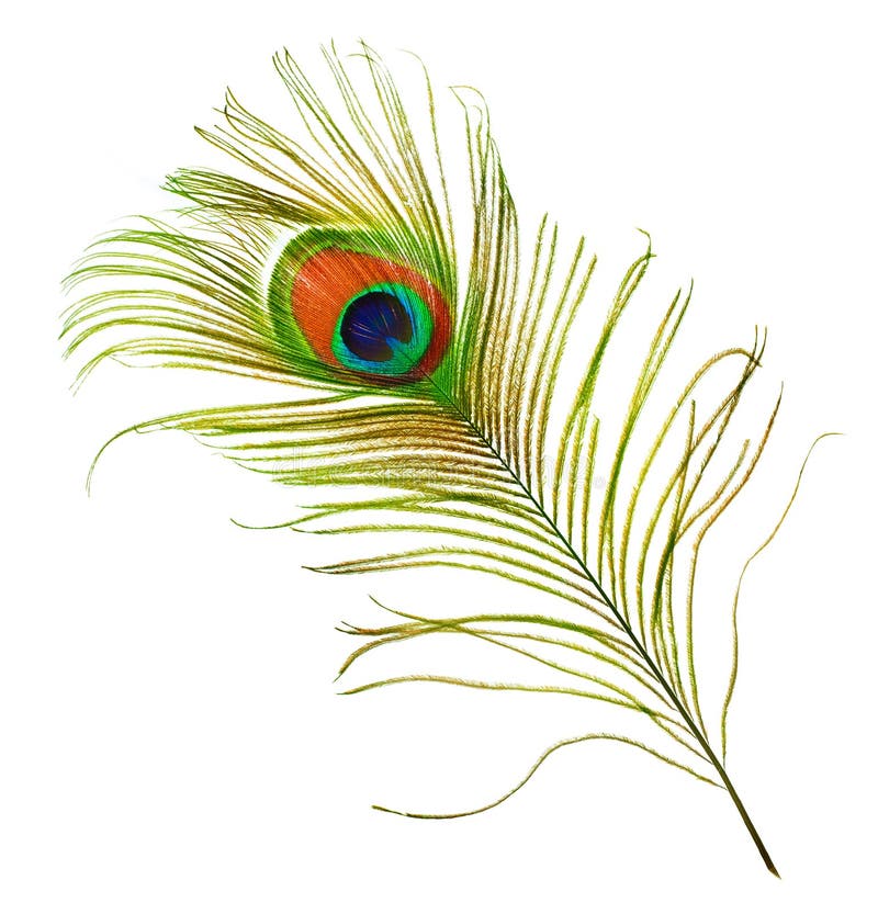 Réponse à l'invitation  Peacock-feather-12283316