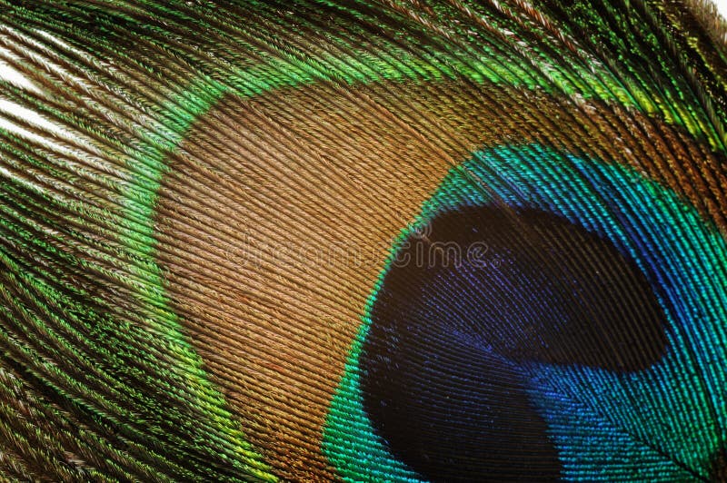 Peacock feather stock photography
