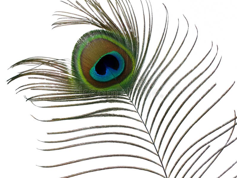 Single peacock feather stock photo. Image of colors, close - 16763892