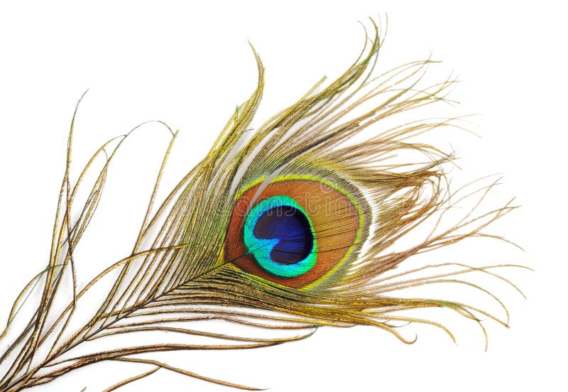 Peacock feather isolated stock photo. Image of stylish - 26494644