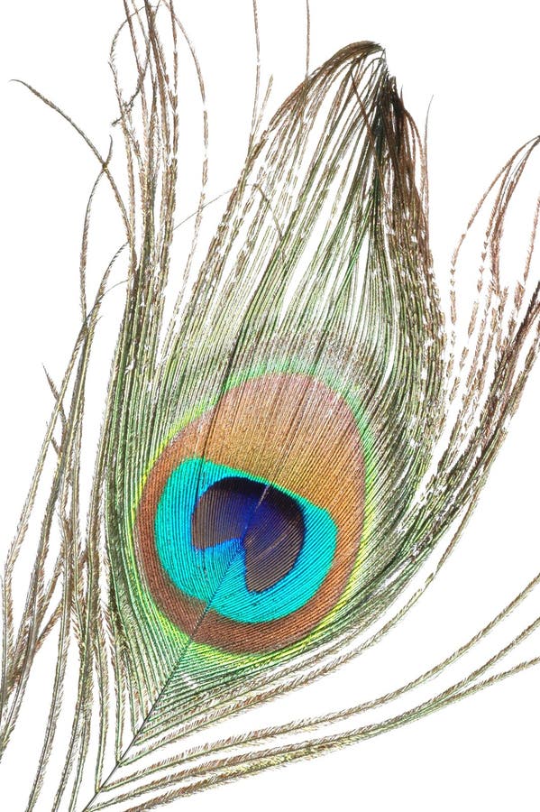 Peacock feather stock image. Image of peacock, feather - 4451357