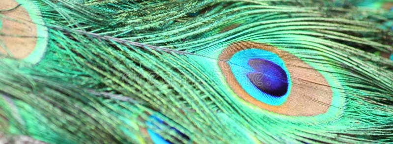 Peacock feather stock photography