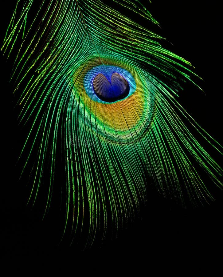 Peacock Feather stock image