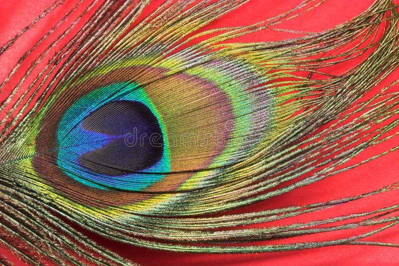 Peacock feather