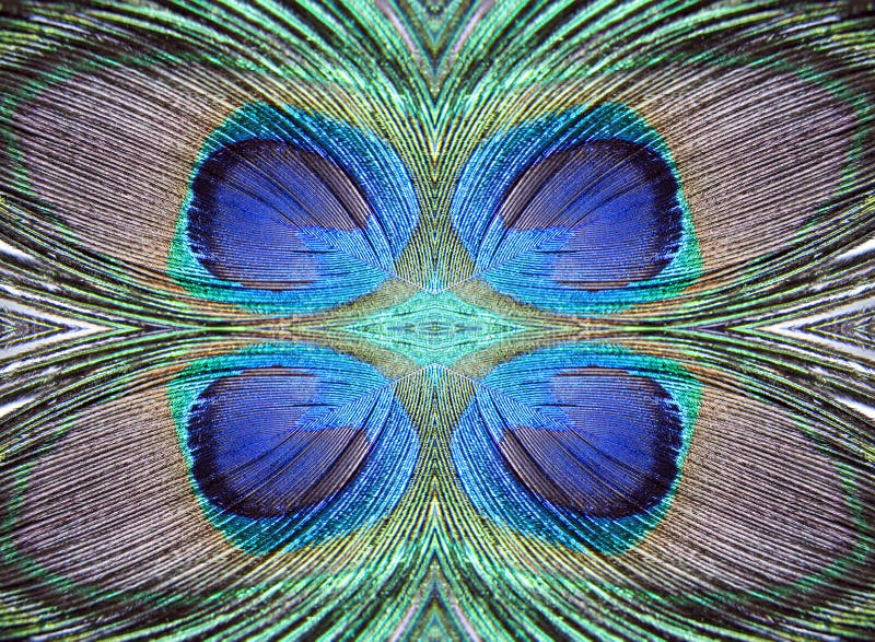 De cuatro pavo real plumas abstracto diseno.