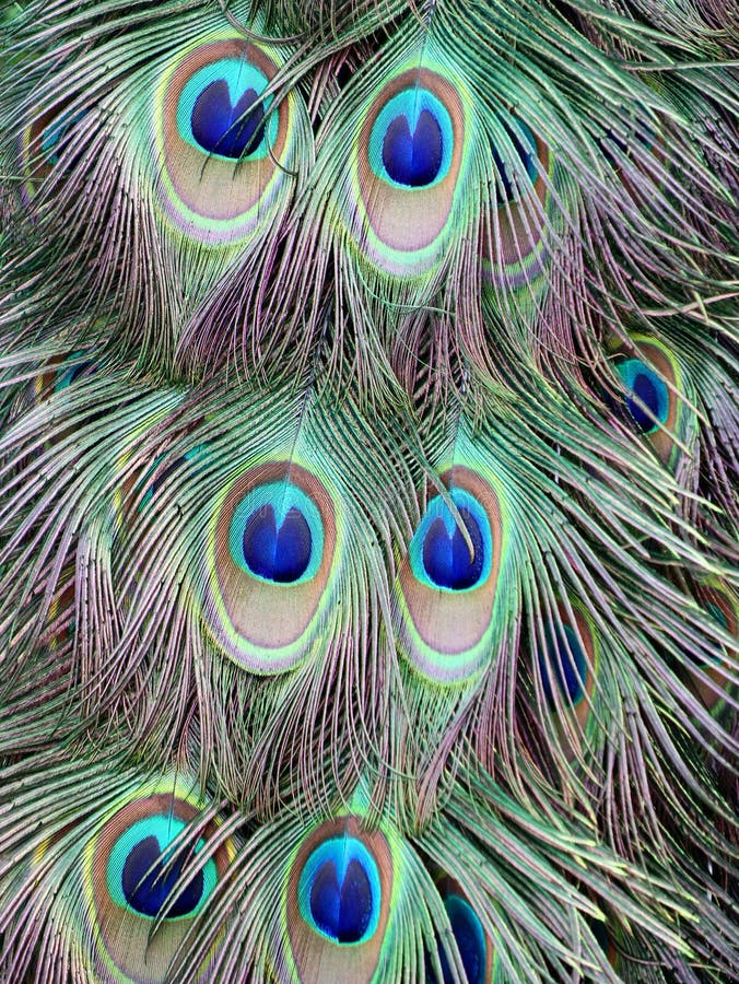 Peacock Feather stock photo. Image of colors, round, details - 91118570