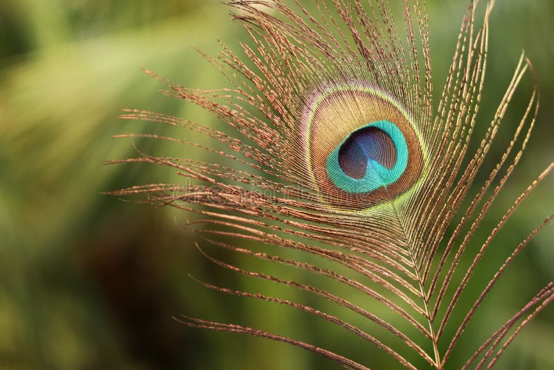 109 818 Isolated Feather Photos Free Royalty Free Stock Photos From Dreamstime