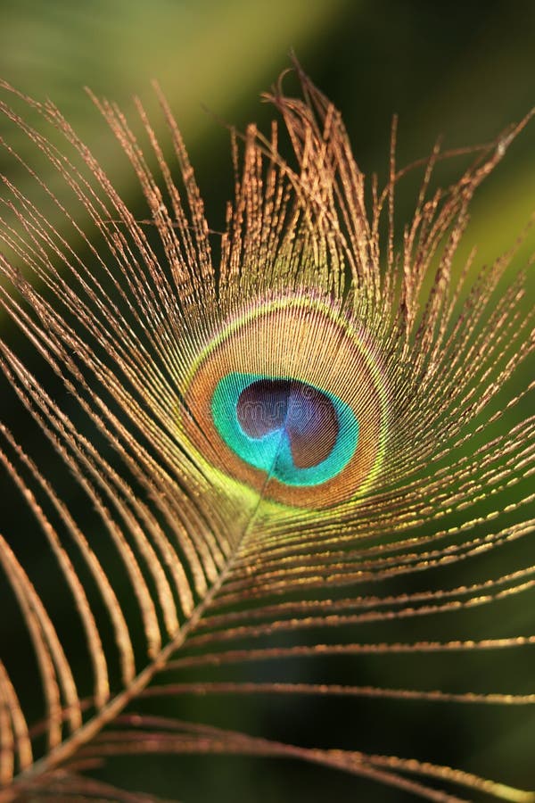 Peacock Feather Beautiful Images Stock Image - Image of green, abstract ...