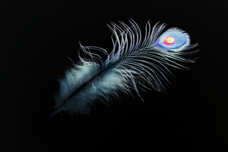 Details 100 single peacock feather black background
