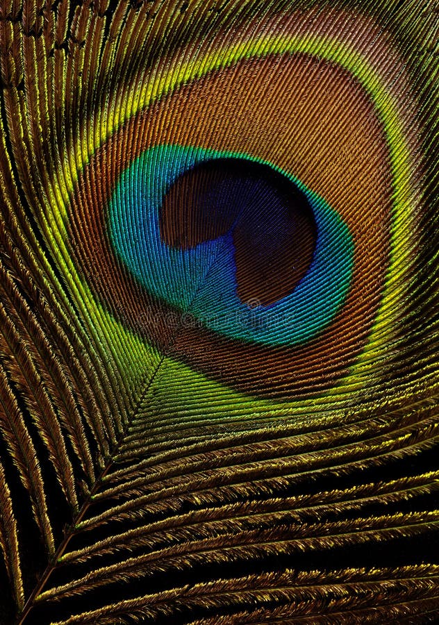 Peacock Feather on black background macro closeup stock images