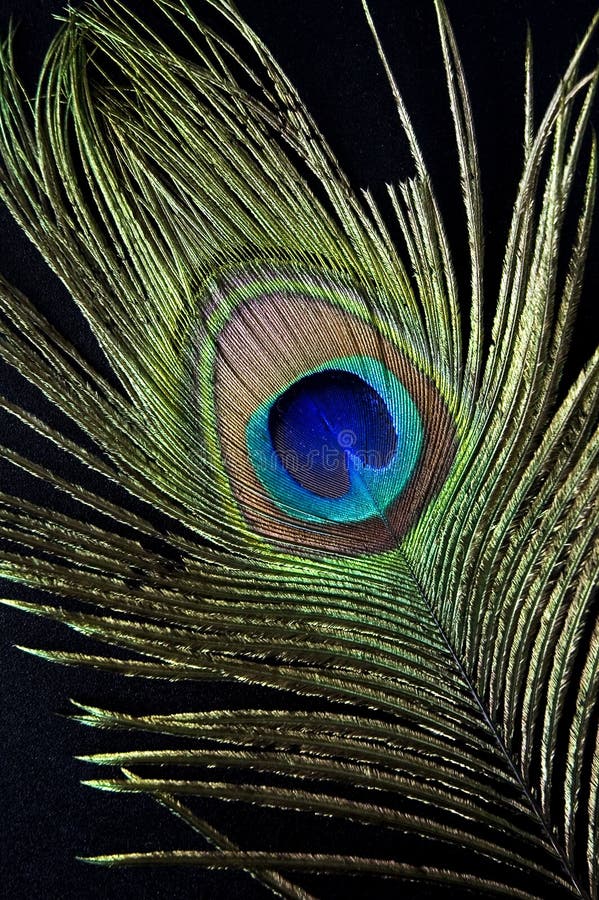 3,301 Peacock Feather Black Background Photos - Free & Royalty-Free ...