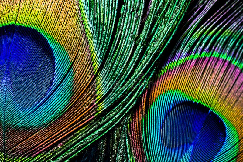 Peacock feather , close up. Closeup of Beautiful Peacock feather royalty free stock images