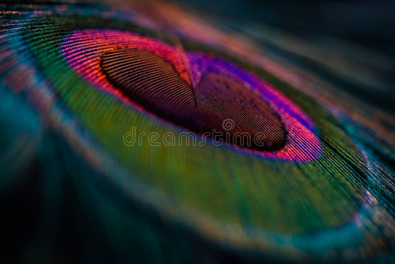 363 Peacock Feather Krishna Stock Photos - Free & Royalty-Free Stock Photos from Dreamstime 363 Peacock Feather Krishna Stock Photos - Free & Royalty-Free Stock Photos from Dreamstime