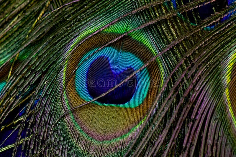 375 Peacock Feather Frame Isolated Stock Photos - Free & Royalty-Free Stock  Photos from Dreamstime