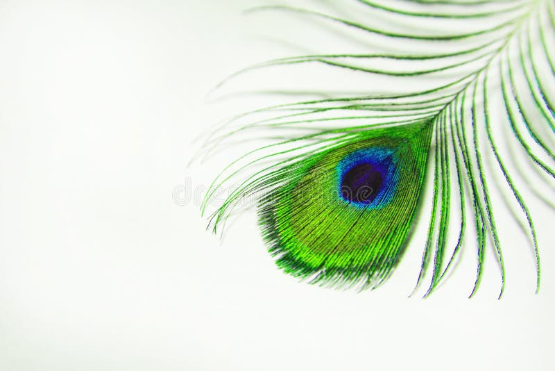 220 Peacock Green Paper Background Stock Photos - Free & Royalty-Free Stock  Photos from Dreamstime